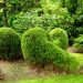 tea garden