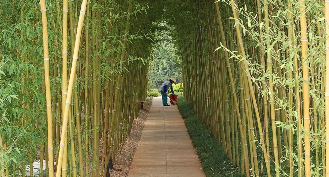 jardin bambou