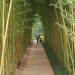 jardin bambou