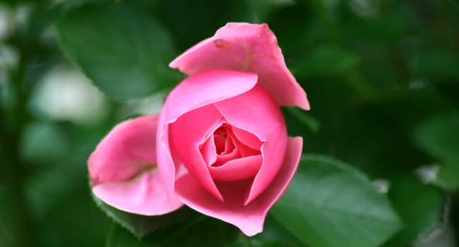 rose