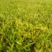 herbe