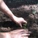 Planter, potager