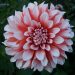 dhalia