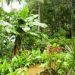 jardin-tropical-devant-174x174