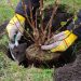 Strauch einpflanzen - planting a shrub 13 Strauch einpflanzen - planting a shrub 13
