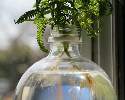 vase-rond-bouture-eau