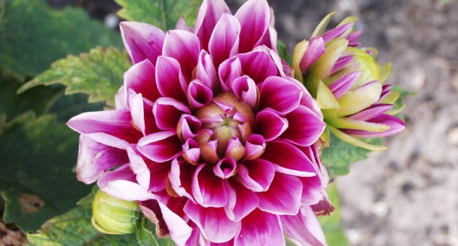 dahlias