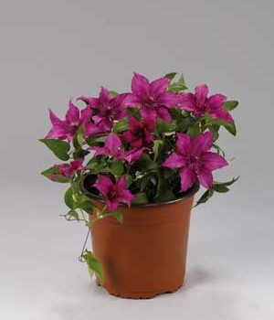 pot_clematite