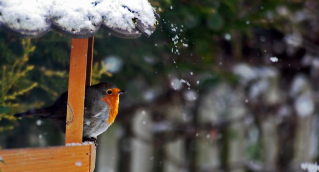 Oiseau rouge gorge en hiver dans la neige