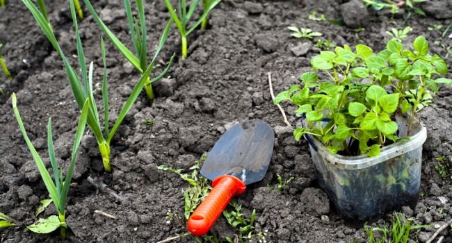 plantes au potager