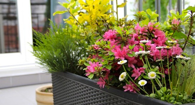 quelle fleur dans une jardiniere