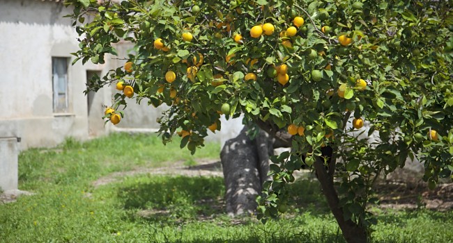 citronnier
