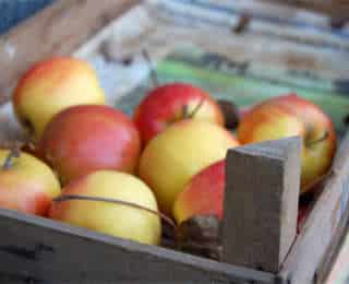 Comment conserver mes fruits après la cueillette