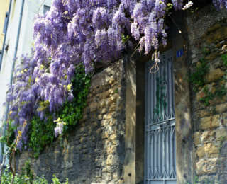 Zoom sur le Lilas (Syringa)