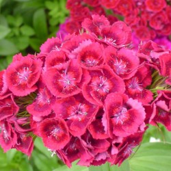 Oeillets (Dianthus) : semis, variétés, floraison