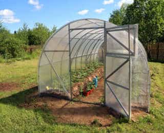 Quelles plantes potagères dans ma serre ?