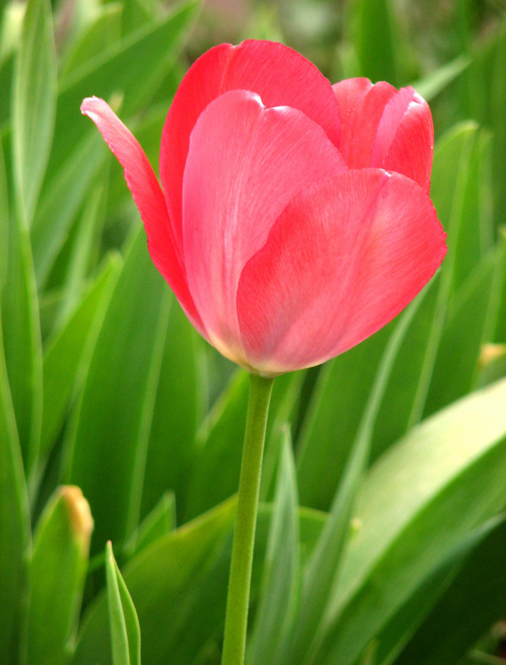 Tulipe Floraison Multiplication Et Plantation