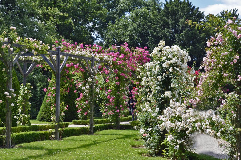 Roseraies à visiter en France | Le journal du jardin