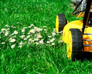 Que faire au jardin au mois d’aout