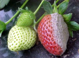 botrytis-cinerae-fraises