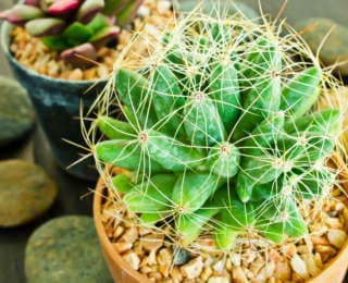 Cactus : entretien, conseils, lumière et arrosage