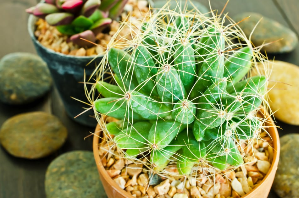 entretien des cactus d interieur