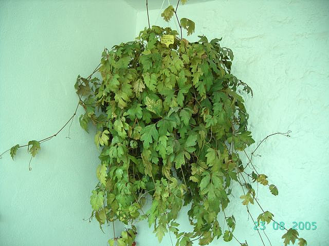 cissus rhombifolia