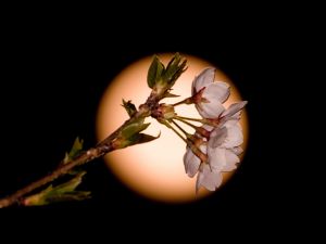 Lune croissante, que faire ?