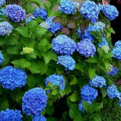 Hortensia