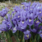 Iris réticulé