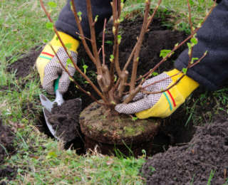 Comment cultiver mes plantes ?