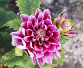 En avril, plantez vos dahlias !