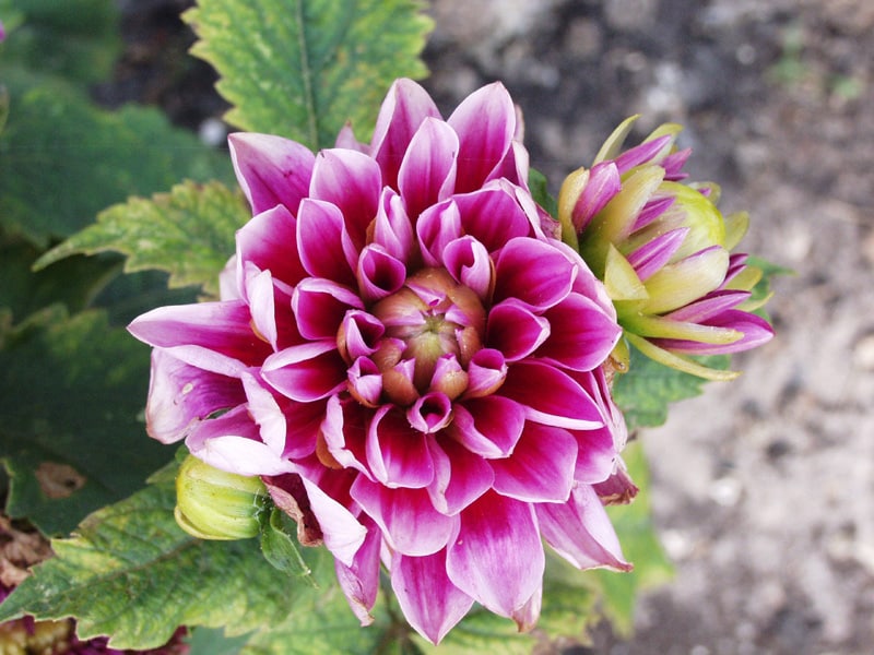 dahlia