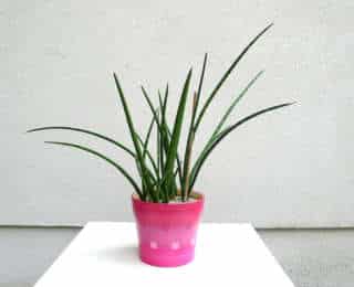 Sansevieria Cylindrica : la Spaghetti à l’allure de cactée