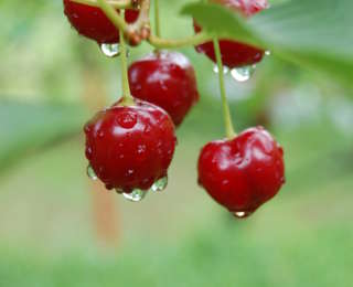 Faire pousser des fruits