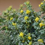 Mahonia Aquifolium