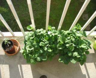 Les contenants pour jardiner au balcon