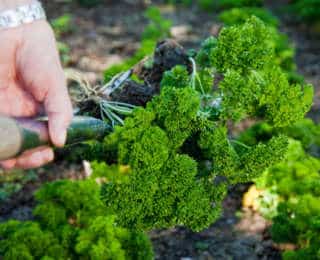 Bien choisir ses plantes aromatiques