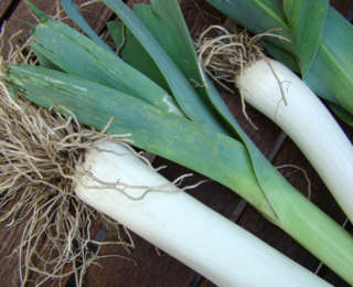 Lutter contre le ver du poireau au potager