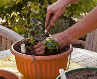 Réussir le rempotage de mes plantes