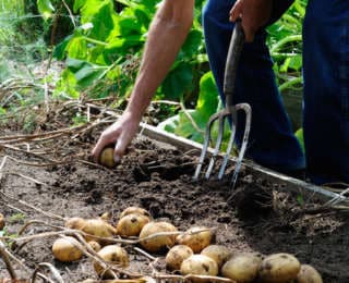 Sos pomme de terre en danger