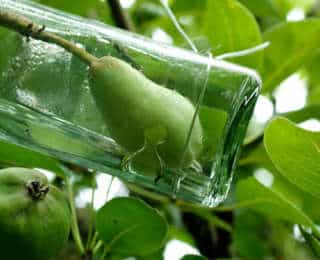 Mettre une poire en bouteille