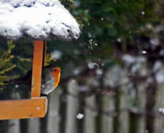 Nourrir les oiseaux de la nature toute l’annee.