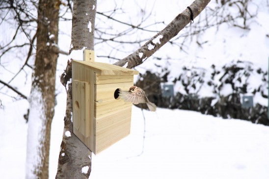 CP Le Paysan oiseau+nichoir∏shutterstock