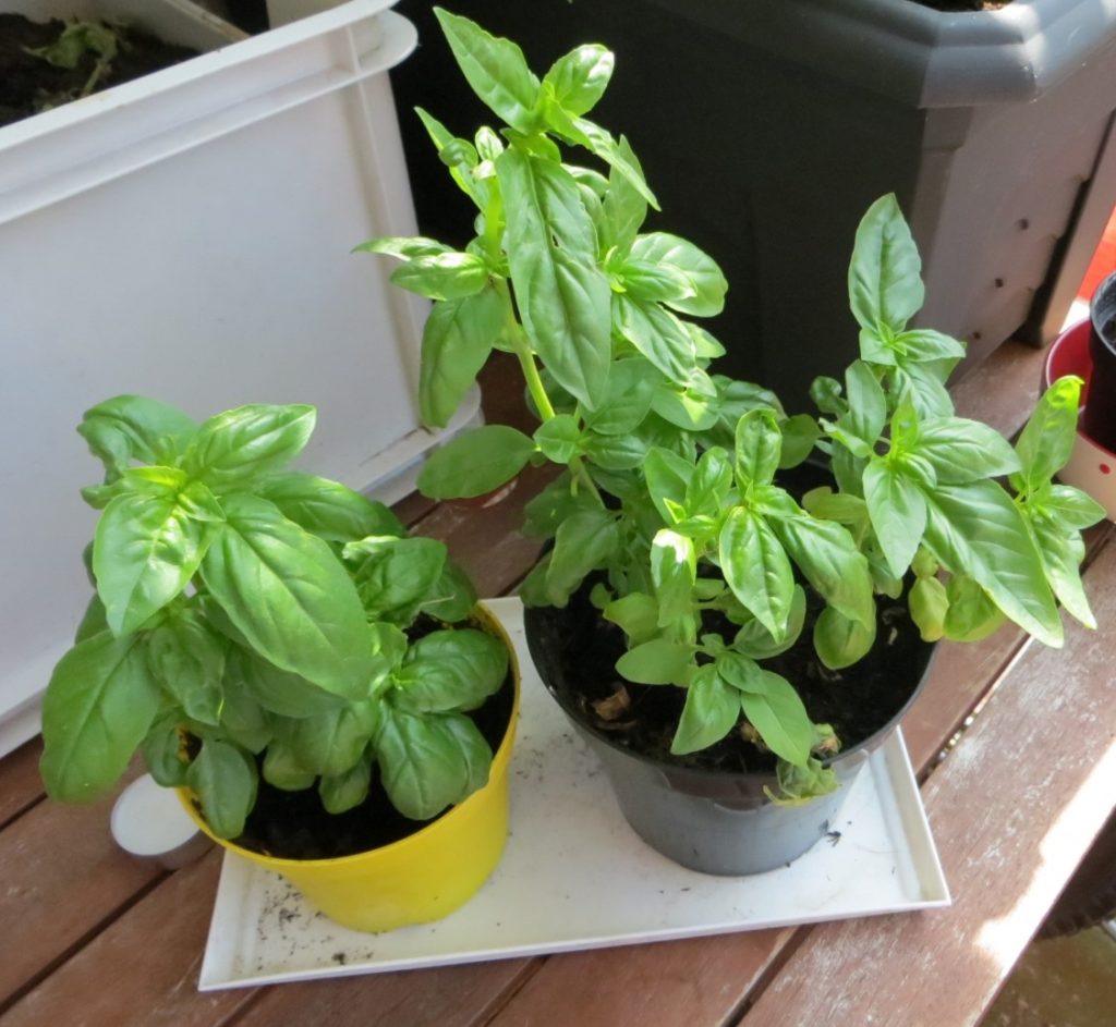 Basilic : plantation, entretien et récolte | Le journal du jardin