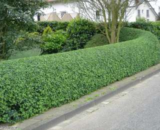 Entourer son jardin d’une haie