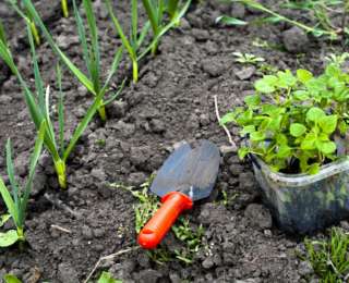 Que faire au mois de Mai au jardin ?