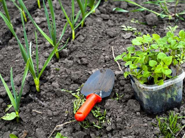 Que faire au mois de Mai au jardin ?