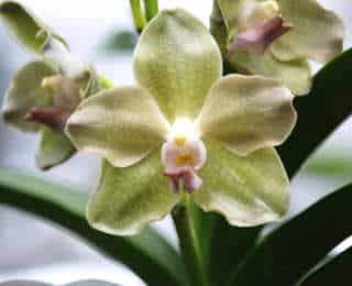 8 trucs & astuces pour vos orchidées