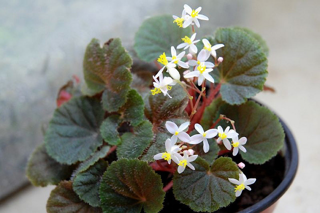 Bégonias